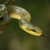 Uzovka stromova - Zamenis longissimus - Aesculapian Snake 5890